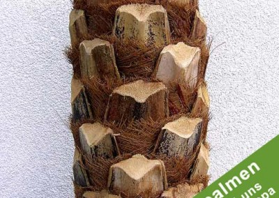 Künstlicher Palmenstamm aus Natursegmenten